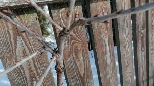 Моя прививка черешни на вишню 22.02.2022