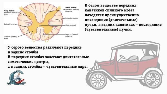 Спинной мозг. Рога и канатики. Мнемоника смотреть онлайн