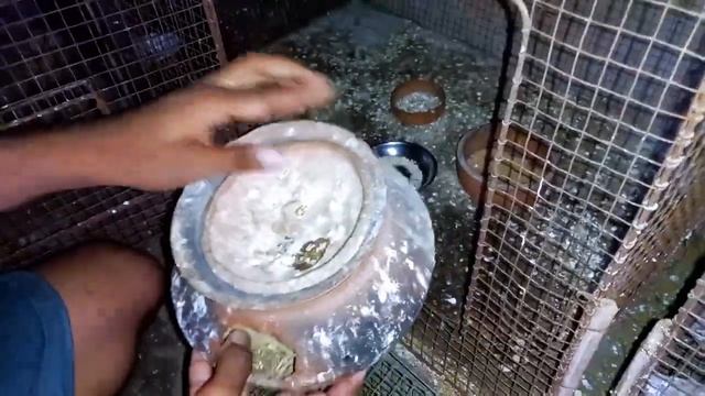 Java bird breeding surprising result | জাভা পাখি পালন পদ্ধতি | Debashish da's tips for Java breedin смотреть онлайн