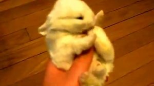 Милый кролик спит, Cute bunny sleeps