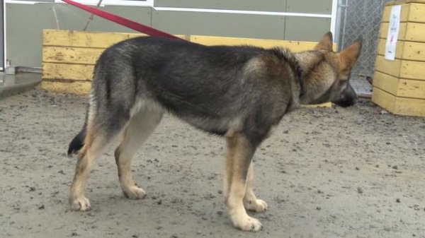 Pet Project 🐾 Season 4 | Episode 4 - Kona