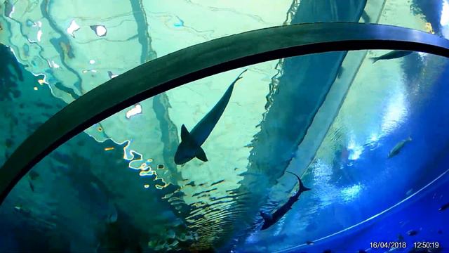 Сколько стоит !! Отдых в Эйлате !! часть3 смотреть онлайн