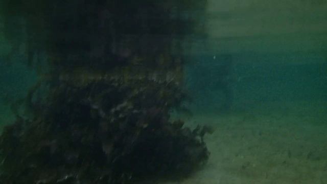 Eat seaweed from the kayak. kajakholm.dk смотреть онлайн