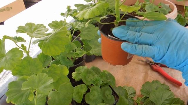 Розебудные пеларгонии готовы к продаже смотреть онлайн