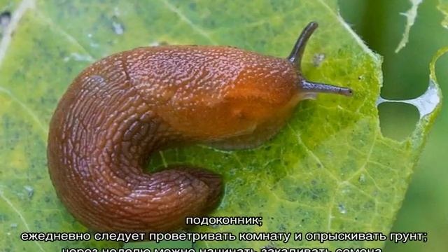 Колокольчик карпатский — выращивание и посадка семенами смотреть онлайн