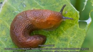 Колокольчик карпатский — выращивание и посадка семенами