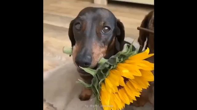 Телефонные звонки. 5 часть. Аккаунт геншин импакт смотреть онлайн