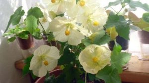 Абутилон комнатный клен уход в домашних условиях