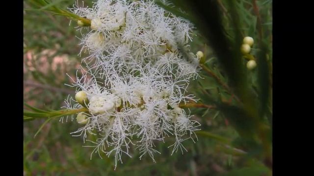 Melaleuca alternifolia (Myrtaceae) смотреть онлайн