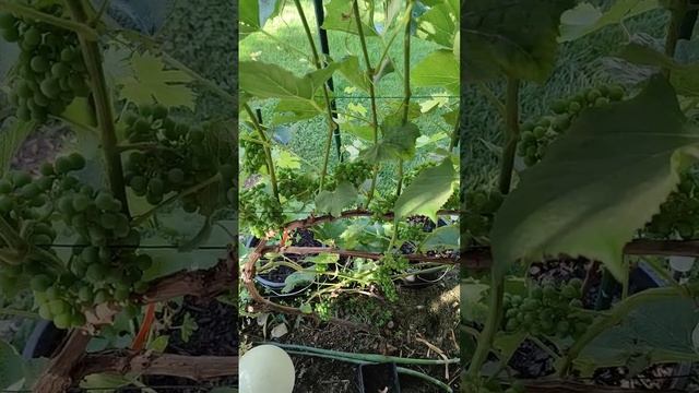 Когда лучше поливать огород смотреть онлайн