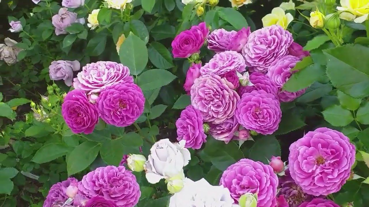 ПОДКОРМКИ и ОБРАБОТКИ РОЗ. ОБЩИЙ ПЛАН смотреть онлайн