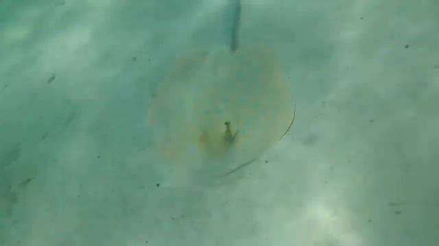 Mahmya Island Hurghada смотреть онлайн