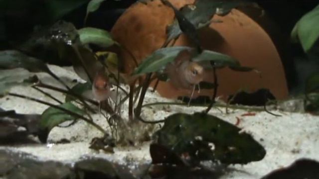 Самцы Dario Dario выясняют отношения.