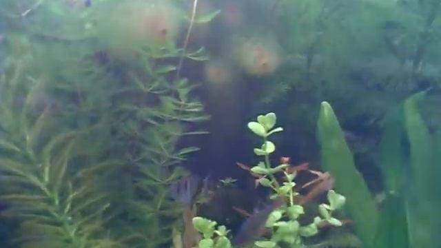 600 литров весна смотреть онлайн