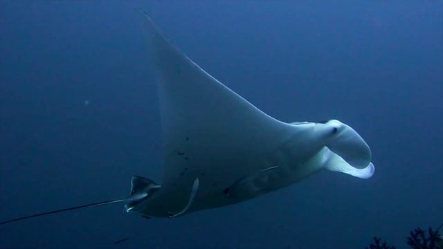 Misool Magic in 4K Raja Ampat Diving Liveaboard смотреть онлайн