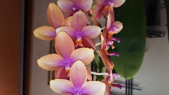 а вот так.. Пышное ЦВЕТЕНИЕ БЕЗ пересадки Орхидея Лиодоро. Уход в моих условиях. 28.06.20г. Часть смотреть онлайн