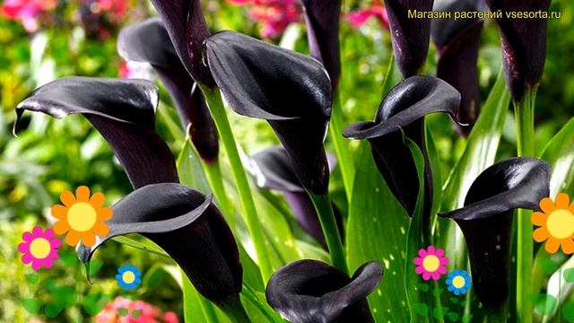 Калла гибридная Шварцвальдер. Краткий обзор, описание характеристик calla Schwarzwalder смотреть онлайн