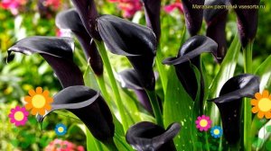 Калла гибридная Шварцвальдер. Краткий обзор, описание характеристик calla Schwarzwalder