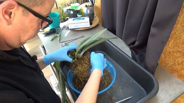 Let's repot my Bulbophyllum Phalaenopsis in to a semi hydro setup! :D смотреть онлайн