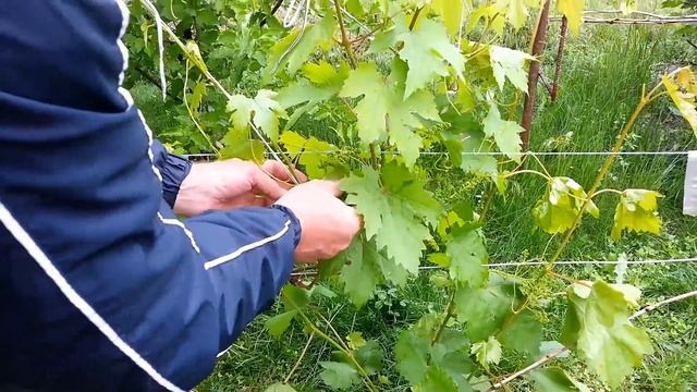 Как можно подвязывать виноградные лозы. смотреть онлайн
