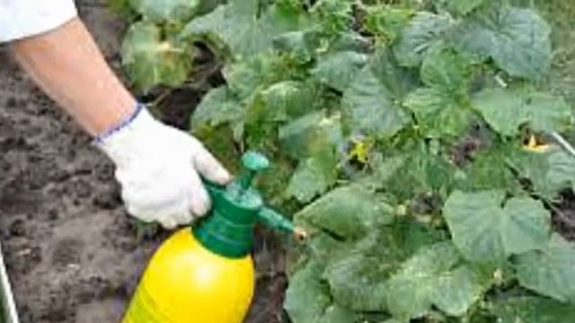 Дрожжевая подкормка Профилактика фитофторы и мучнистой росы смотреть онлайн
