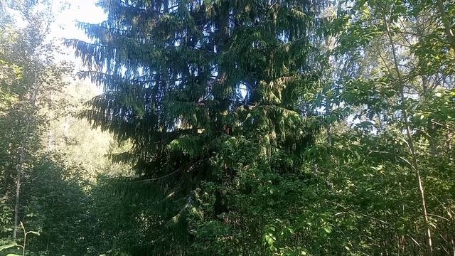 YouCut_20230614_165134396.mp4 смотреть онлайн