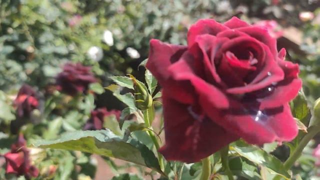 பிளாக் டைகர் போன்ற புதிய வகையான செடிகள் தொட்டியில் வந்துள்ளன#newcollection#motherplnat#viral#rose