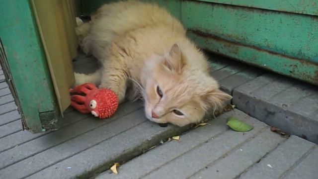 где искать кота? смотреть онлайн