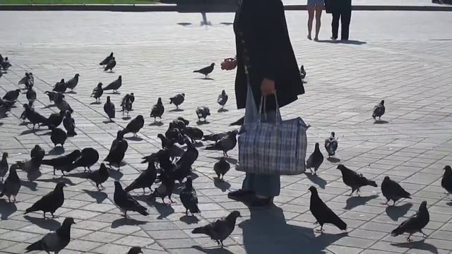 Как поймать голубя смотреть онлайн