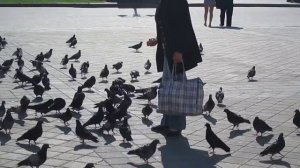 Как поймать голубя