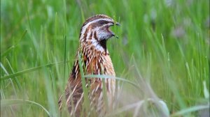 ?ГОЛОС (МАНОК) ПЕРЕПЕЛ ПРИЗЫВ 2