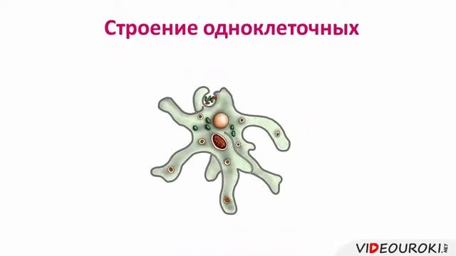 04 Общая характеристика одноклеточных животных Trim смотреть онлайн