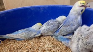 ? Как начинать разведение волнистых попугаев