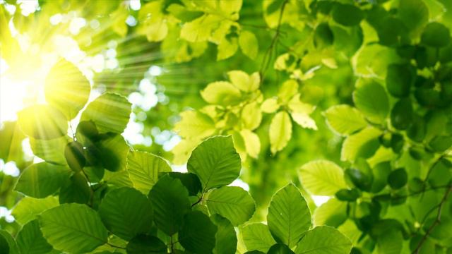 Завораживающие Трели Соловья! Чарующие Звуки Природы Для Души и Здорового Отдыха смотреть онлайн