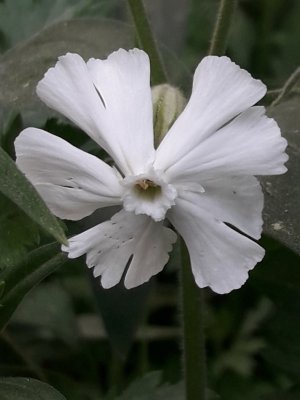 130. Дрёма белая - Silene latifolia subsp. аlba