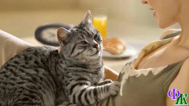 - Тебя бросили, малыш? - Котёнок лежал на скамейке, едва поднимая головку на слабенькой шейке… смотреть онлайн