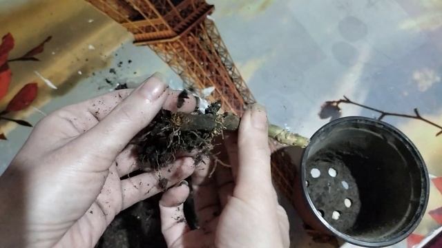 Пеларгония Марбаска тюльпан. Я в ужасе от состояния корней. смотреть онлайн