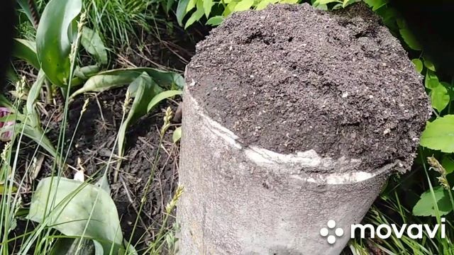 Садовые муравьи. Мой опыт борьбы #садовыемуравьи смотреть онлайн