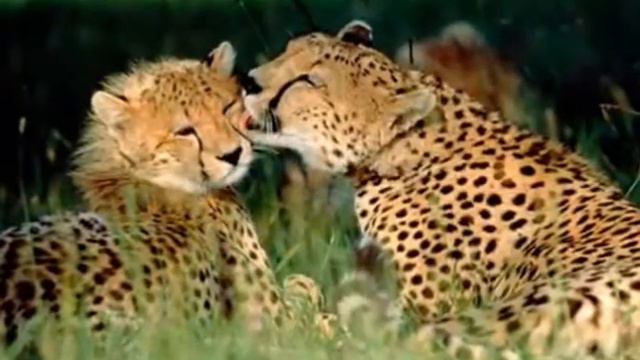 Копия видео "c Всемирныv днем поцелуя 6 июля!!! автор клипа Зоя Боур-Москаленко" смотреть онлайн