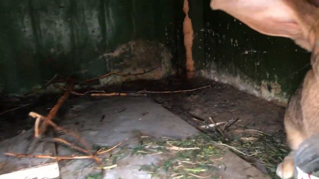 ? Кролик с большими Ушами !!! Разведение кроликов смотреть онлайн