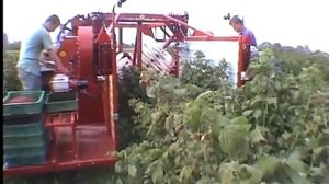 Комбайн NATALIA-V является однорядным прицепным комбайном для уборки малины