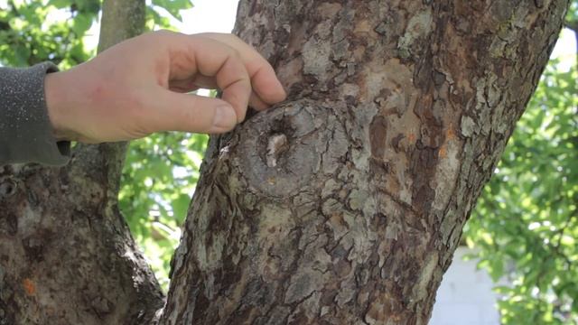 Летняя прививка яблони, первый опыт смотреть онлайн