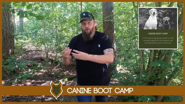 LABRADOR WITH CHILDREN AND PETS смотреть онлайн