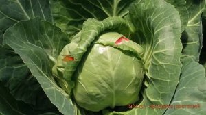 Капуста белокочанная Парел F1 (parel-f1) ? Парел F1 обзор: как сажать, семена капусты Парел F1