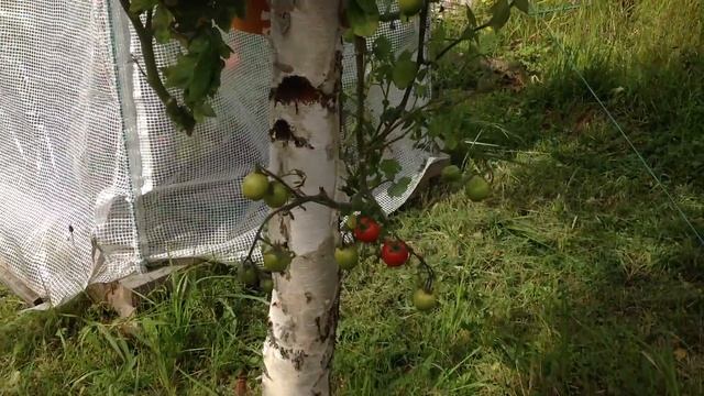 ПОМИДОРЫ НА БЕРЁЗЕ. АВГУСТ 2016. Tomatoes in Containers. смотреть онлайн