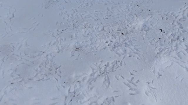 В КРАСНОЯРСКЕ ДОЛГОЖДАННОЕ ТЕПЛО/ПРОГУЛКА С ЮТОЙ/ОТКОПАЛИ ПОДВАЛ 21г#194 смотреть онлайн