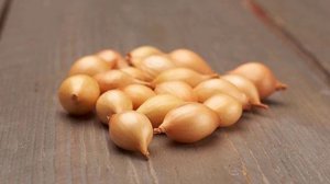 Лук сорта Шетана