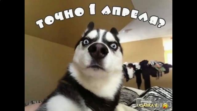 1 апреля день смеха шутки смотреть онлайн