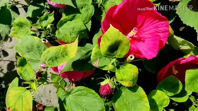 Grow Biggest Hibiscus : Luna Hibiscus In Summer Months