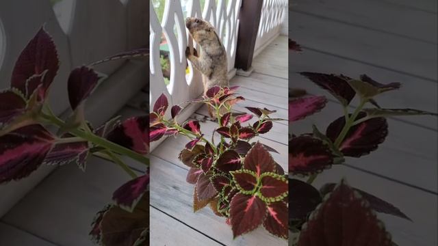 Сурок дышит весной, знакомится с новым цветком, лакомиться бисквитом#домашнийсурок#ручнойсурок смотреть онлайн